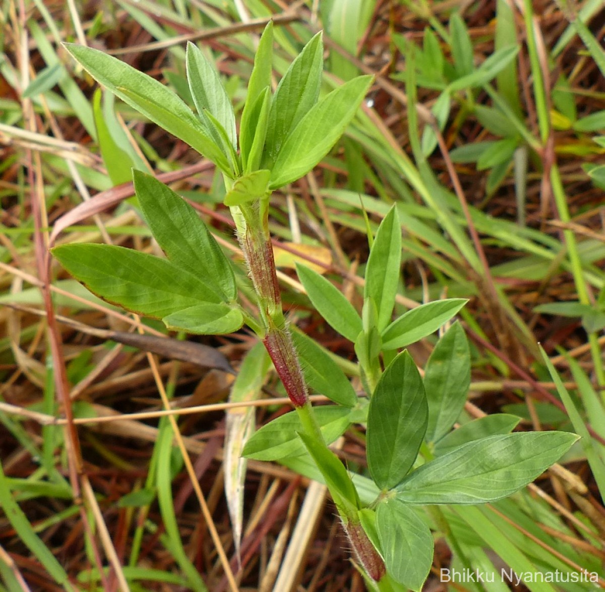 Stylosanthes fruticosa (Retz.) Alston